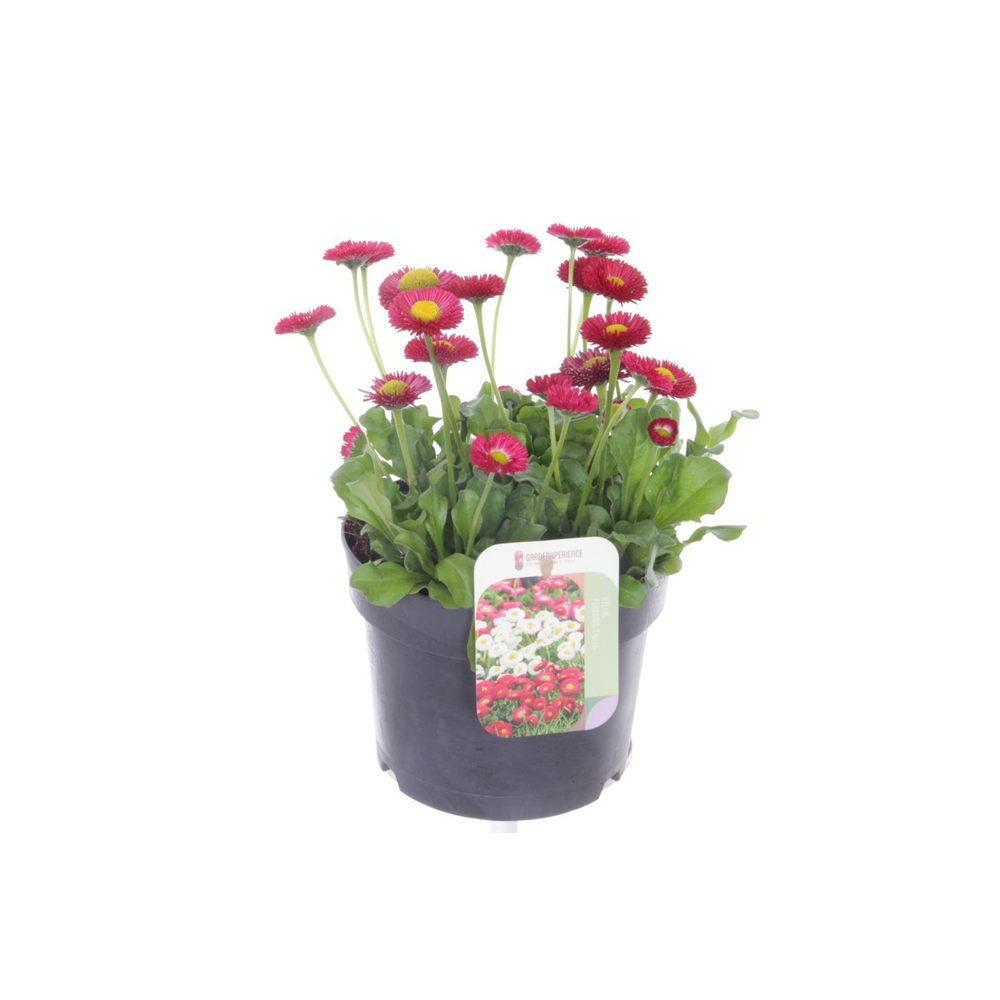 Bellis perennis Tasso Red.