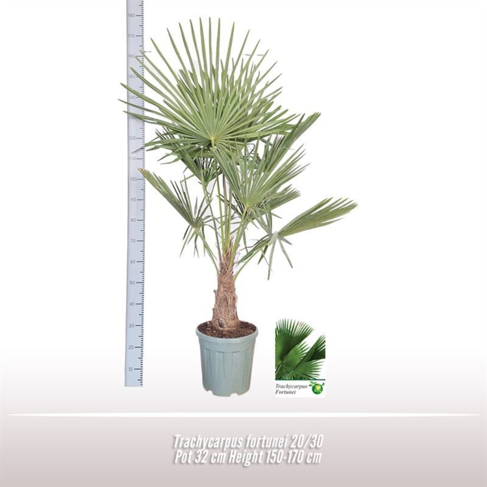 Trachycarpus fortunei 20/30.