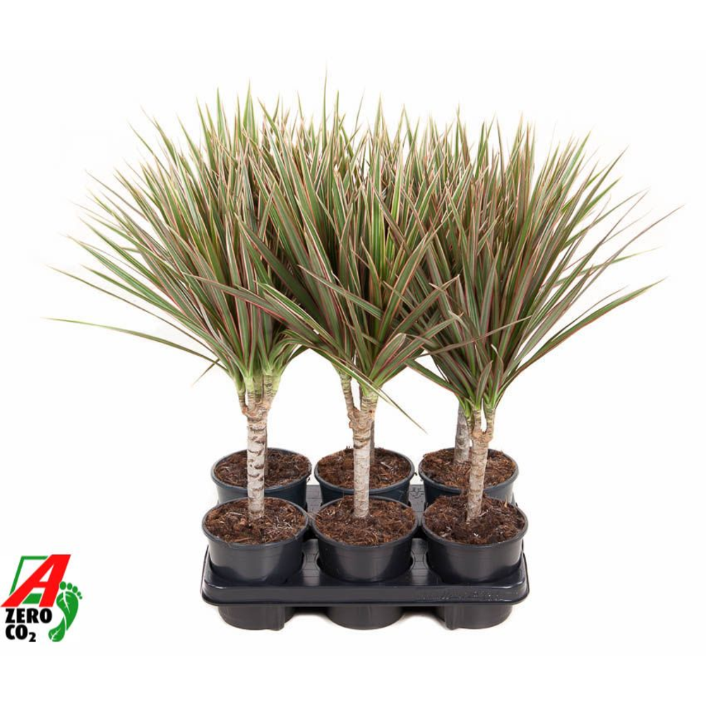 Dracaena Bicolor 15cm stam P13.