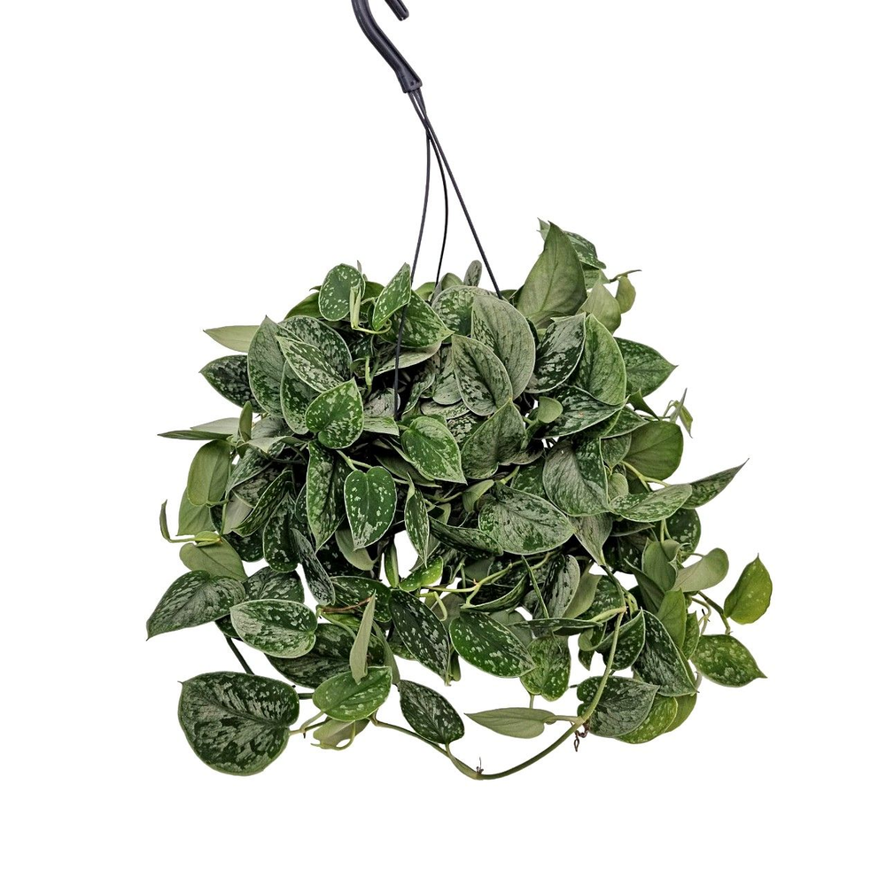 Scindapsus Silvery Ann Hangpot.