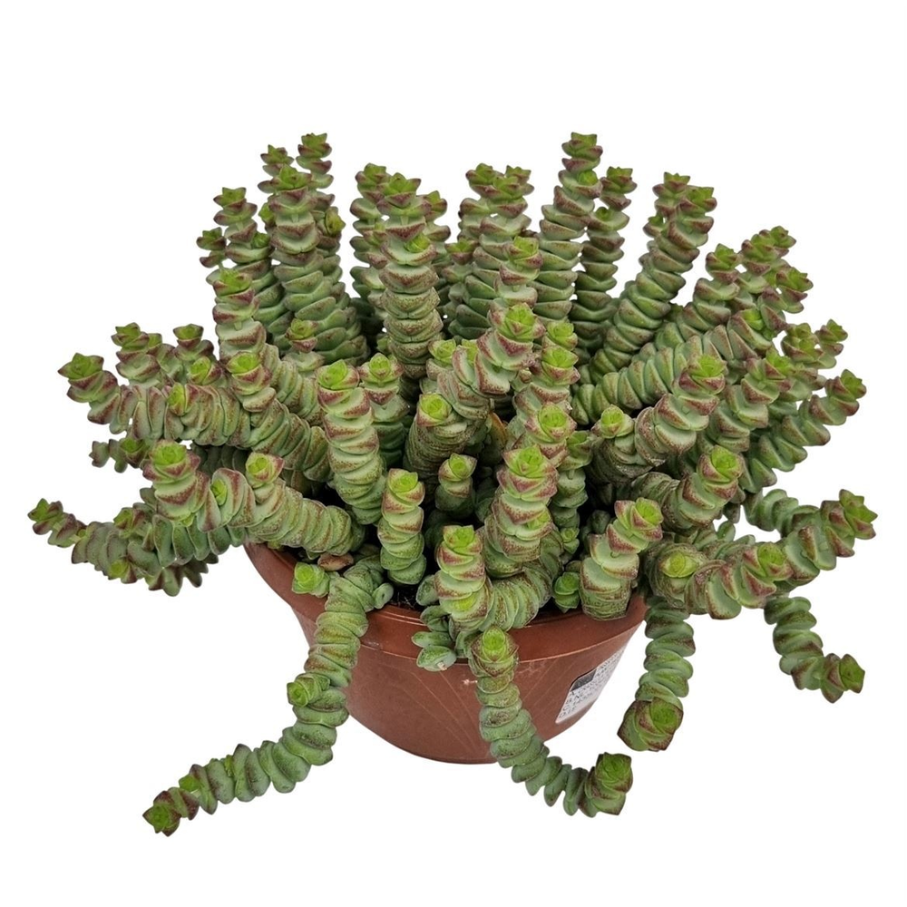 Crassula Marnieriana Hottentot *.