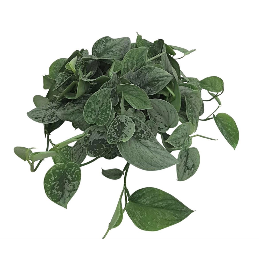Scindapsus Pictus Silvery Ann Bush.