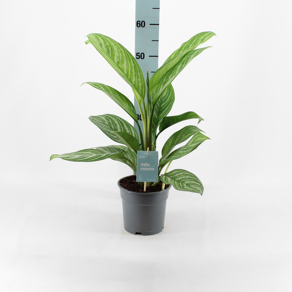 Green Agla 'Stripes' (Aglaonema).