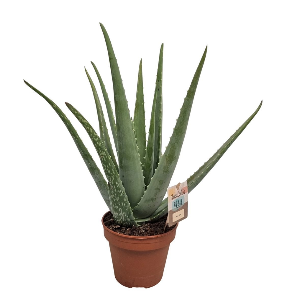 Aloe Vera - 1154.