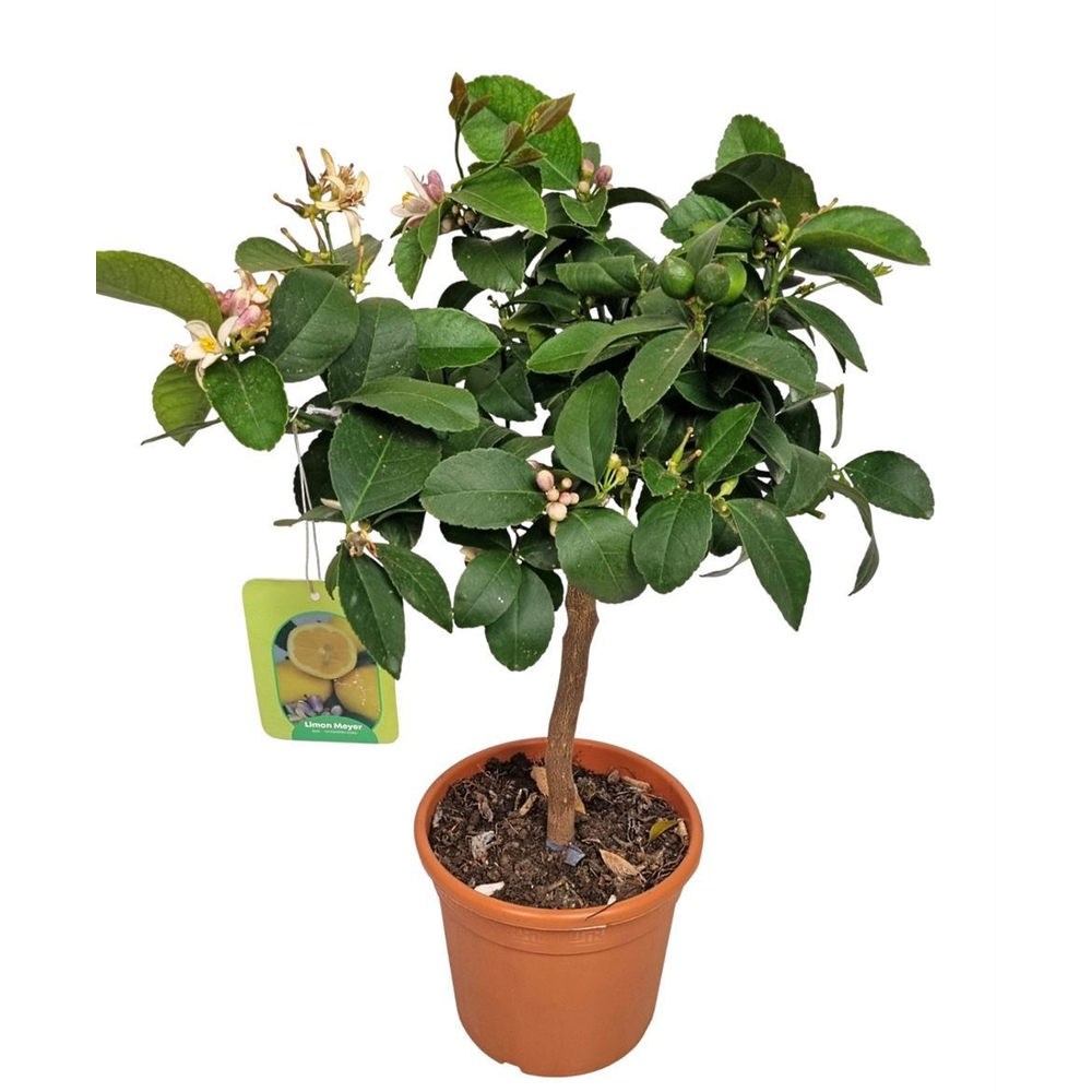 Citrus Lemon Meyer Stem.