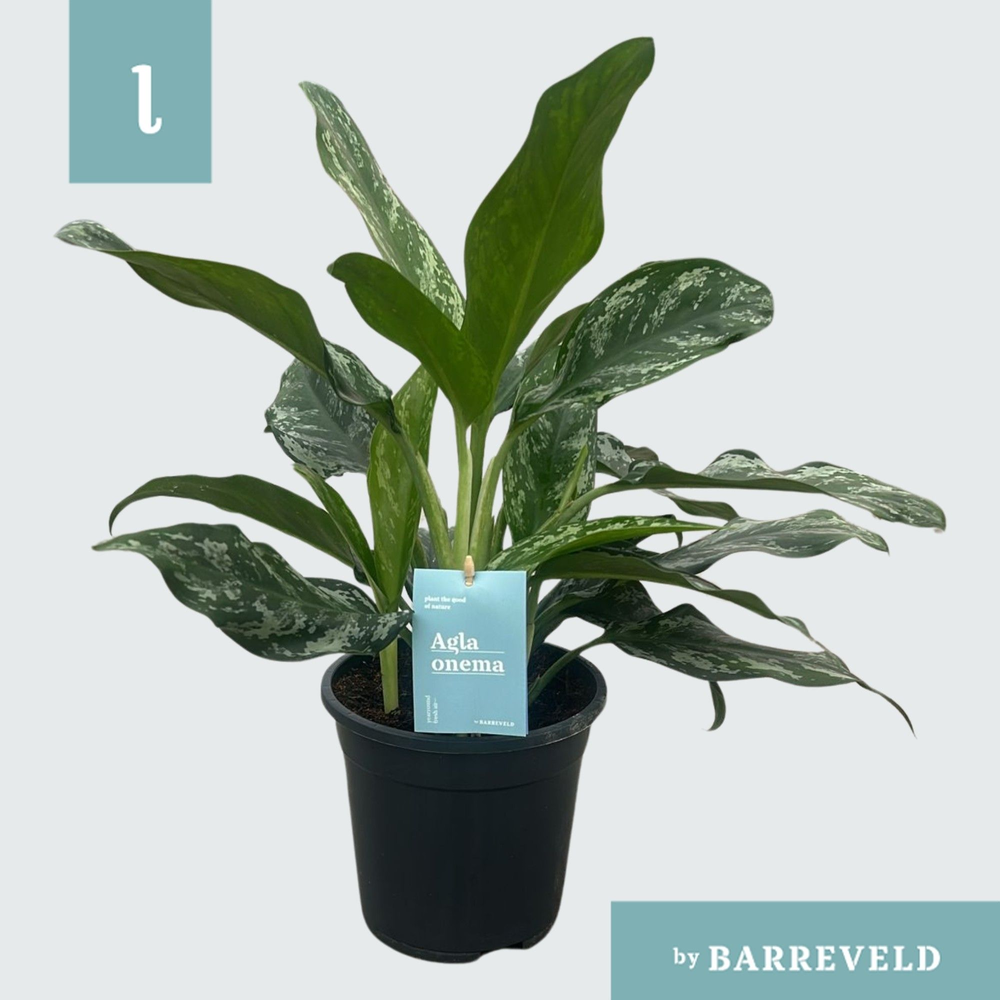 Green Agla 'Splash' (Aglaonema).