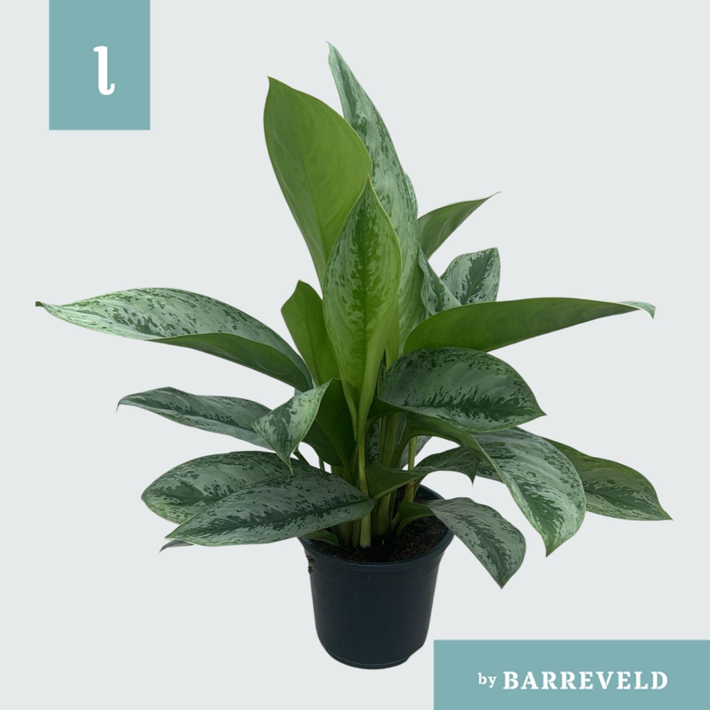 Green Agla 'Silver Frost' (Aglaonema).