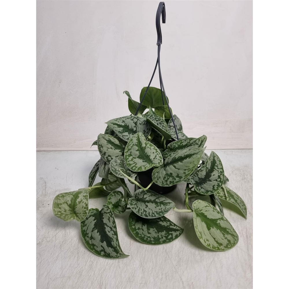 Scindapsus Pictus Trebie Hangpot.