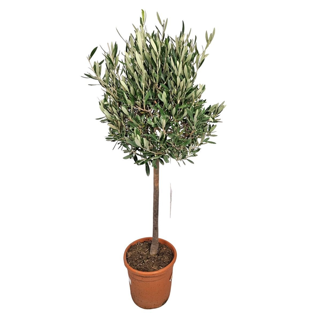 Olea Europaea Stem - 1241