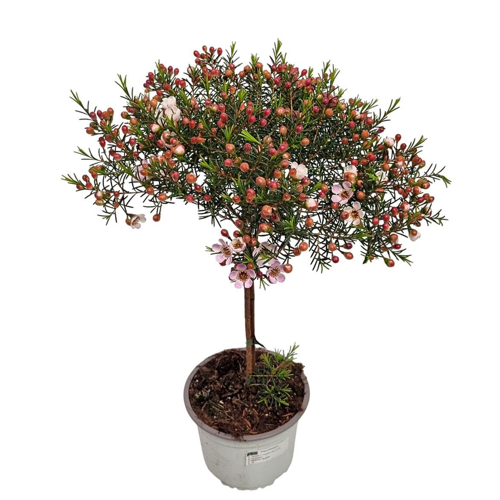 Waxflower Purple Fem Stem.