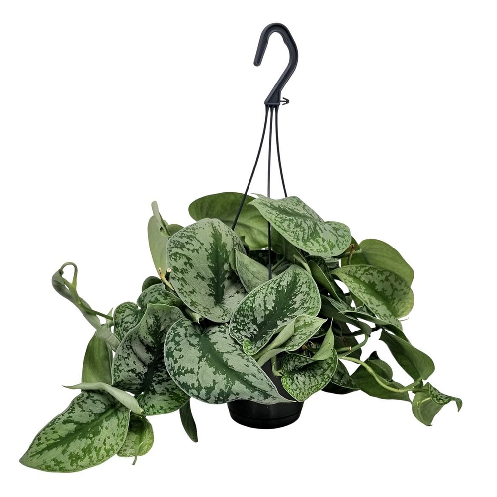 Scindapsus Pictus Trebie Hangpot.