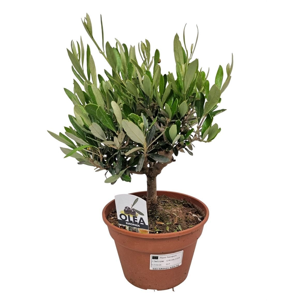Olea Europaea Bush