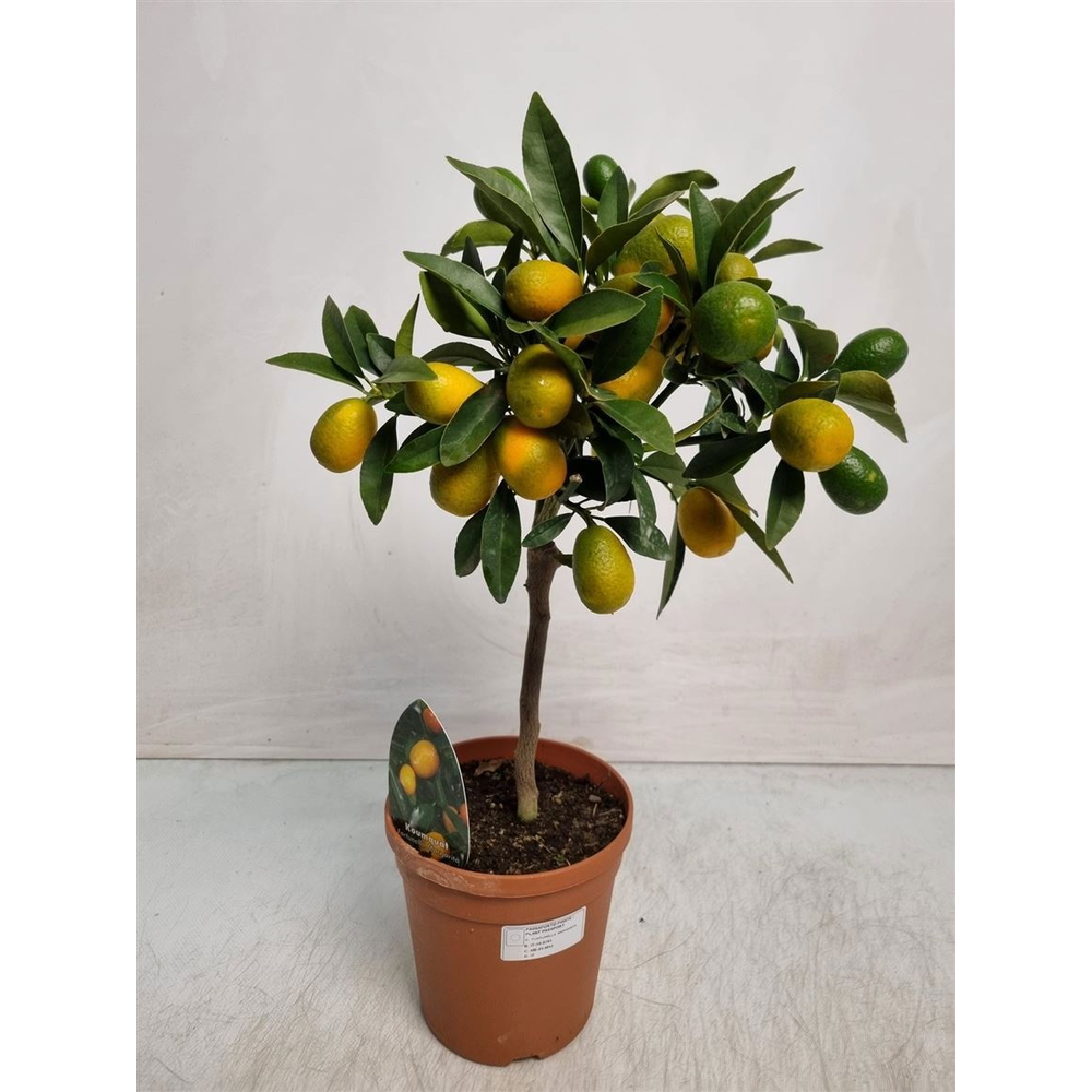 Citrus Kumquat Stem.