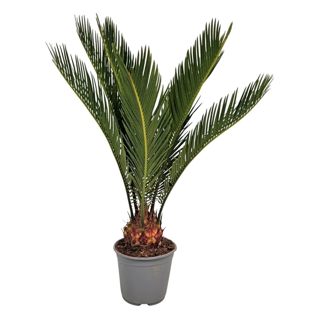 Cycas Revoluta 8+.