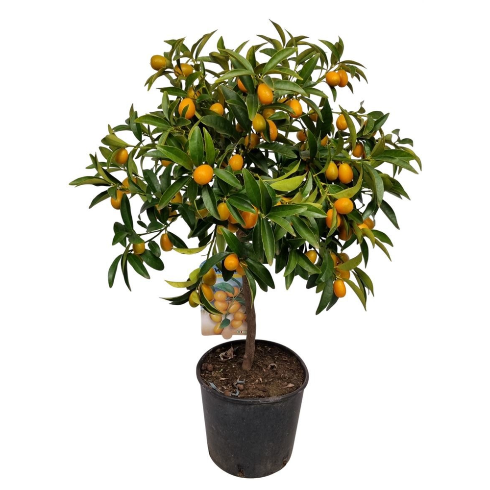 Citrus Kumquat Stem.