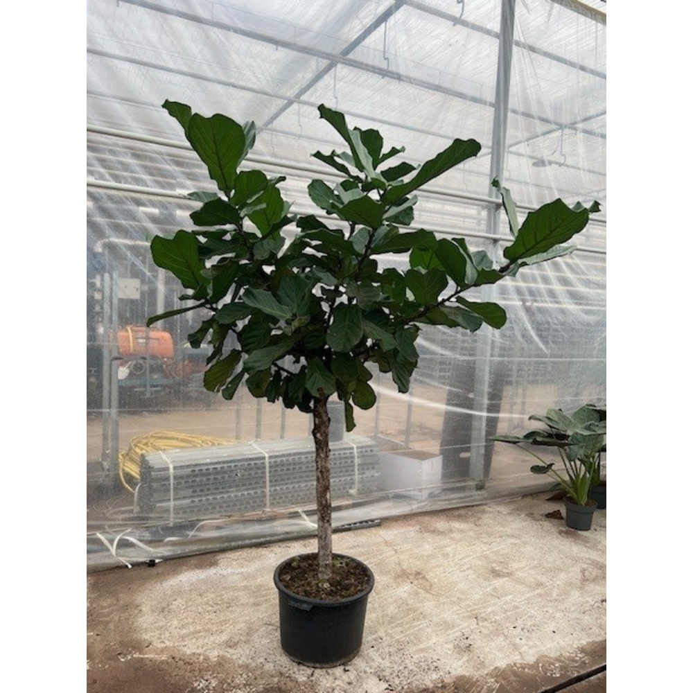 Ficus Lyrata stam P44.