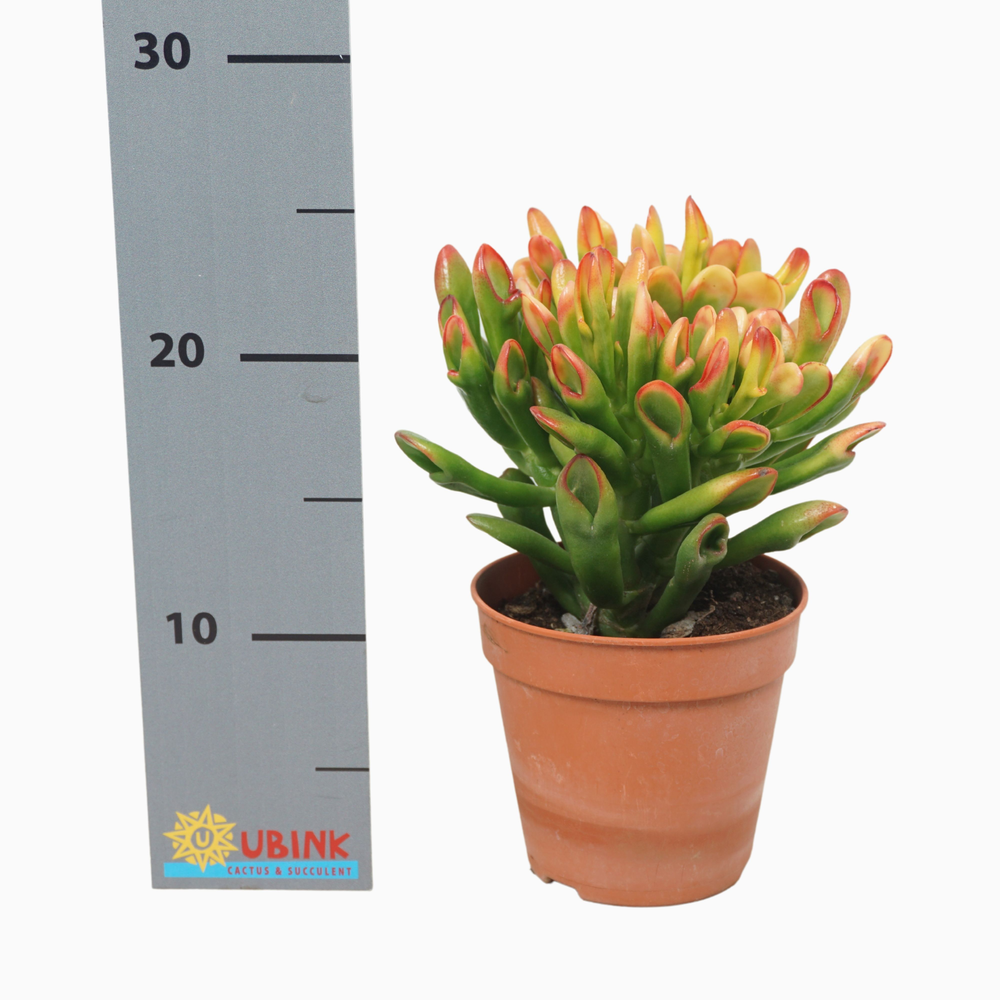 Crassula TRICOLOR horntree 12 cm.