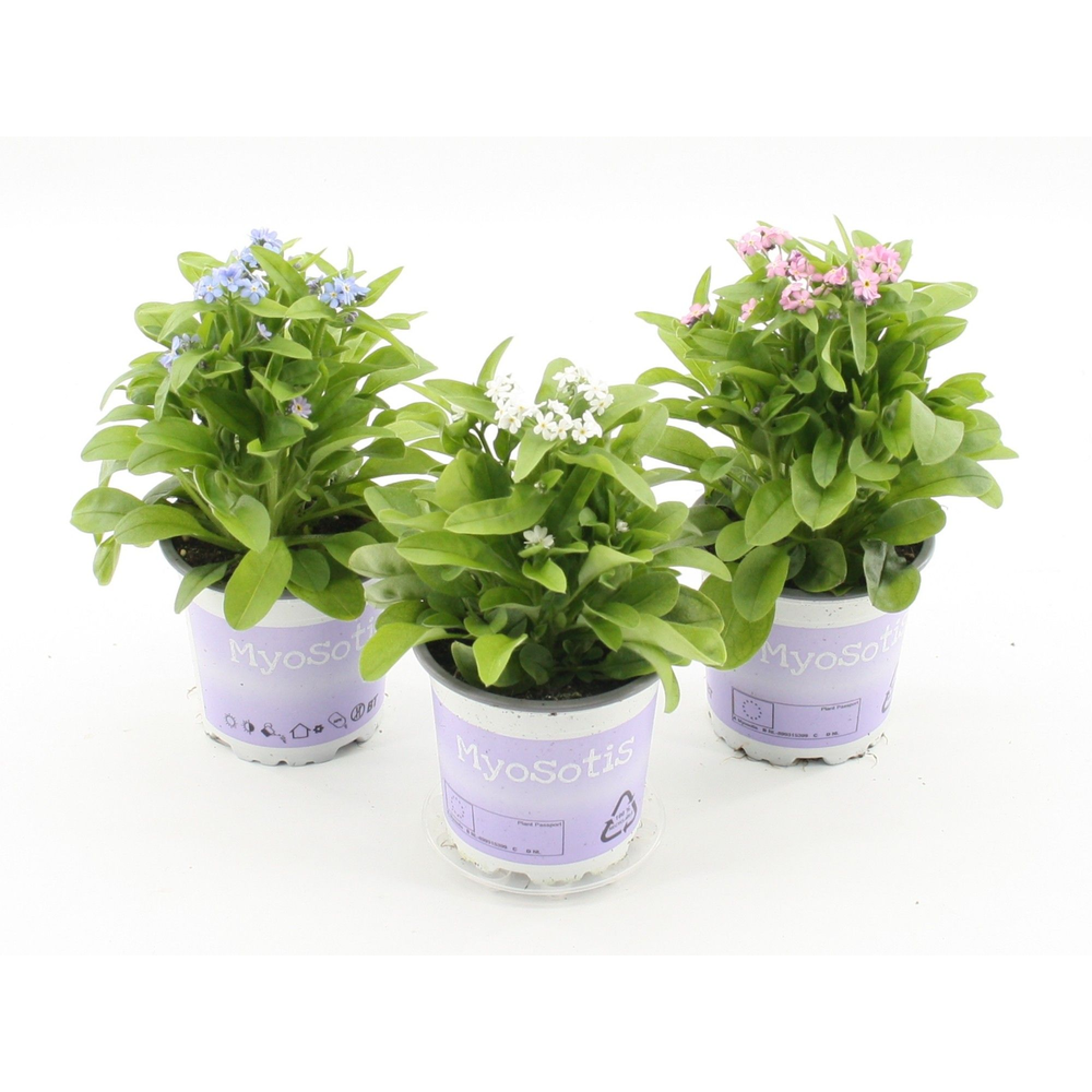 Myosotis Mixkar.