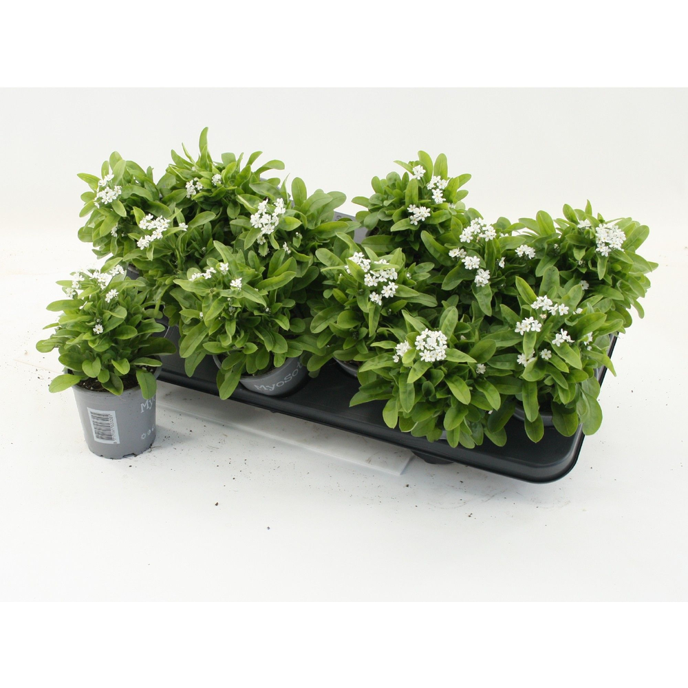 Myosotis sylvatica Mon Amie White.