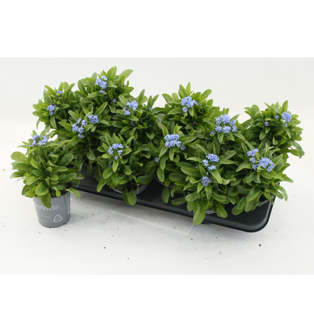 Myosotis sylvatica Mon Amie Blue.