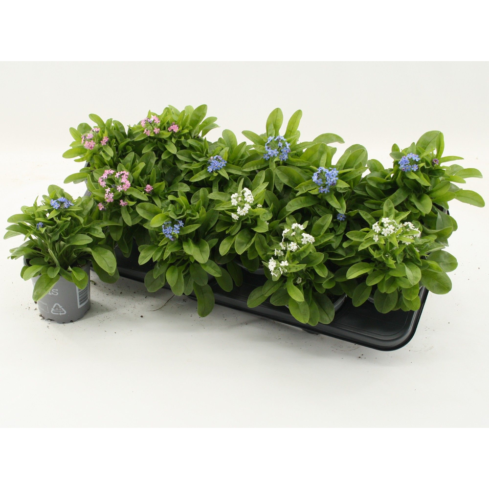 Myosotis Mixtray.