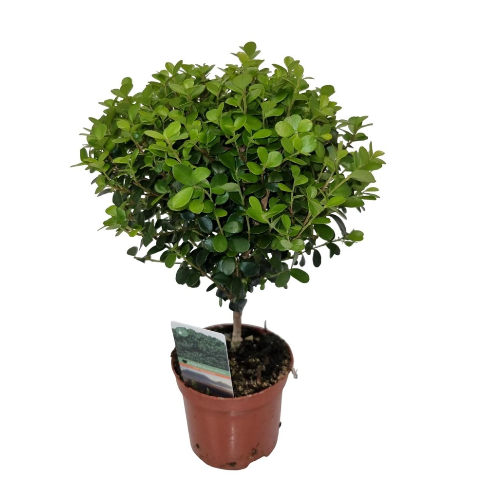 Myrsine Africana Stem.