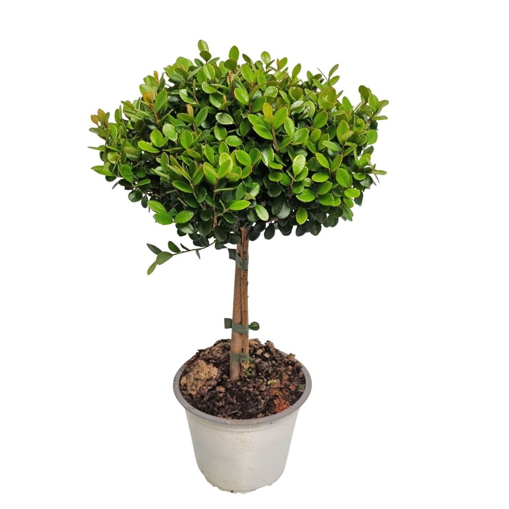 Myrsine Africana Stem.