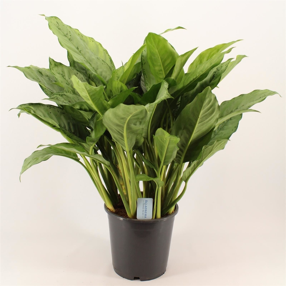 Green Agla 'Freedman' (Aglaonema).