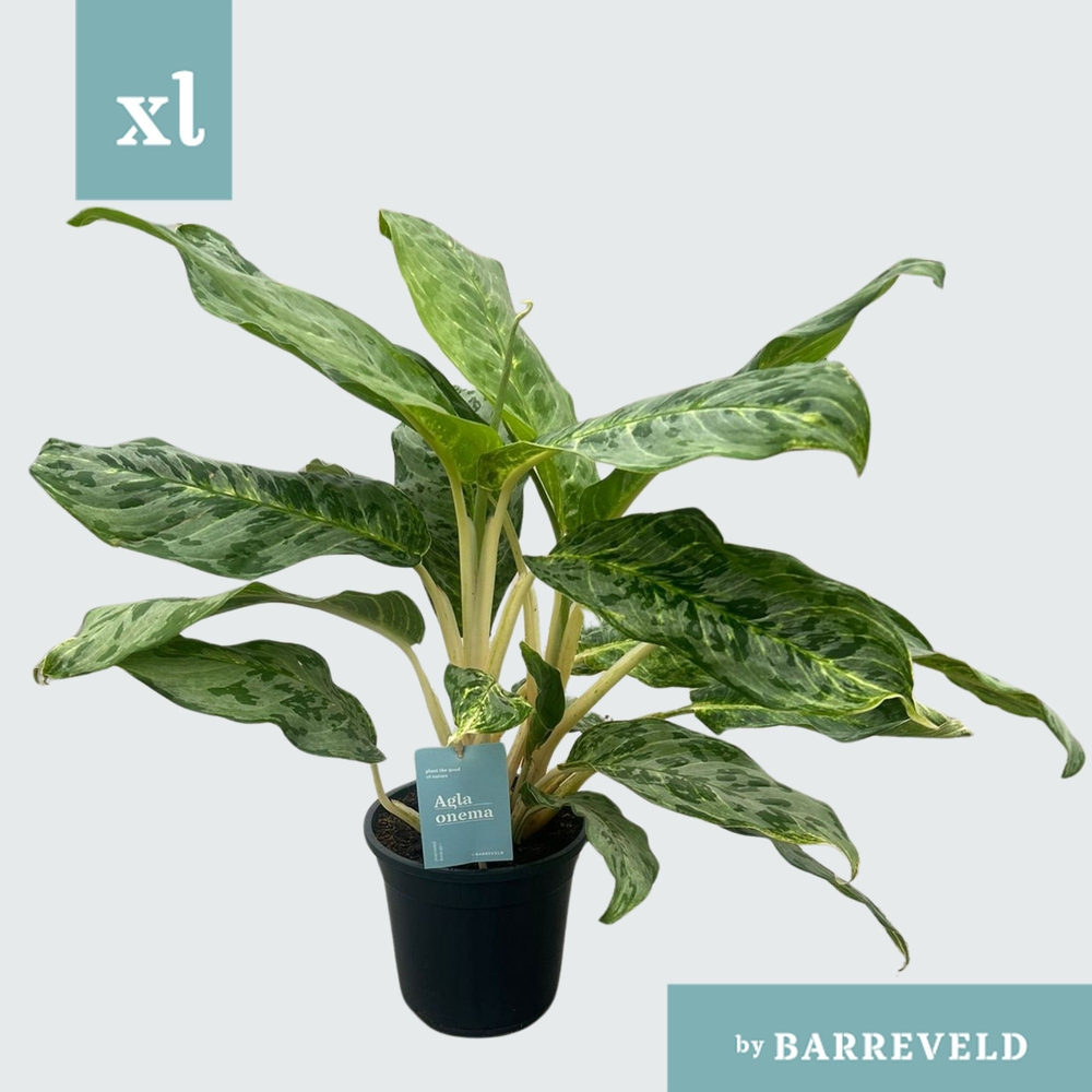 Green Agla 'Peacock' (Aglaonema).