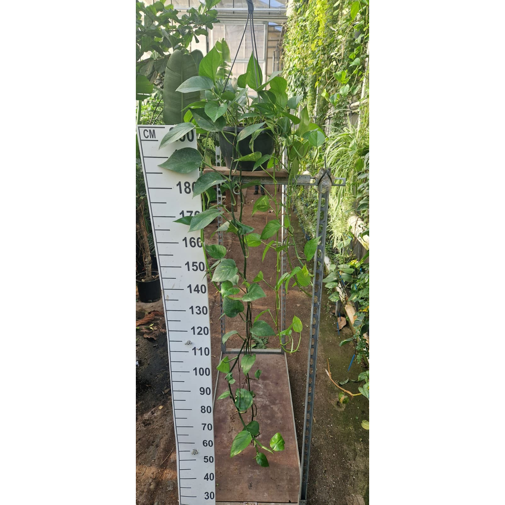 Epipremnum Aureum hangplant.