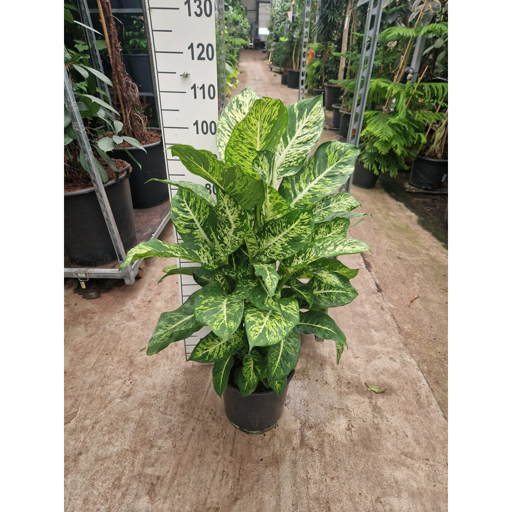 Dieffenbachia Mars XL.