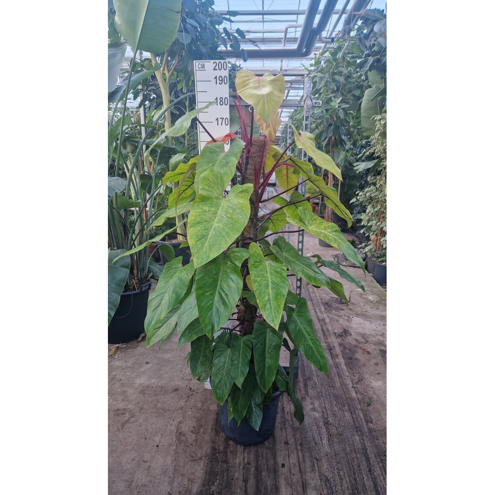 Philodendron Painted Lady 180.