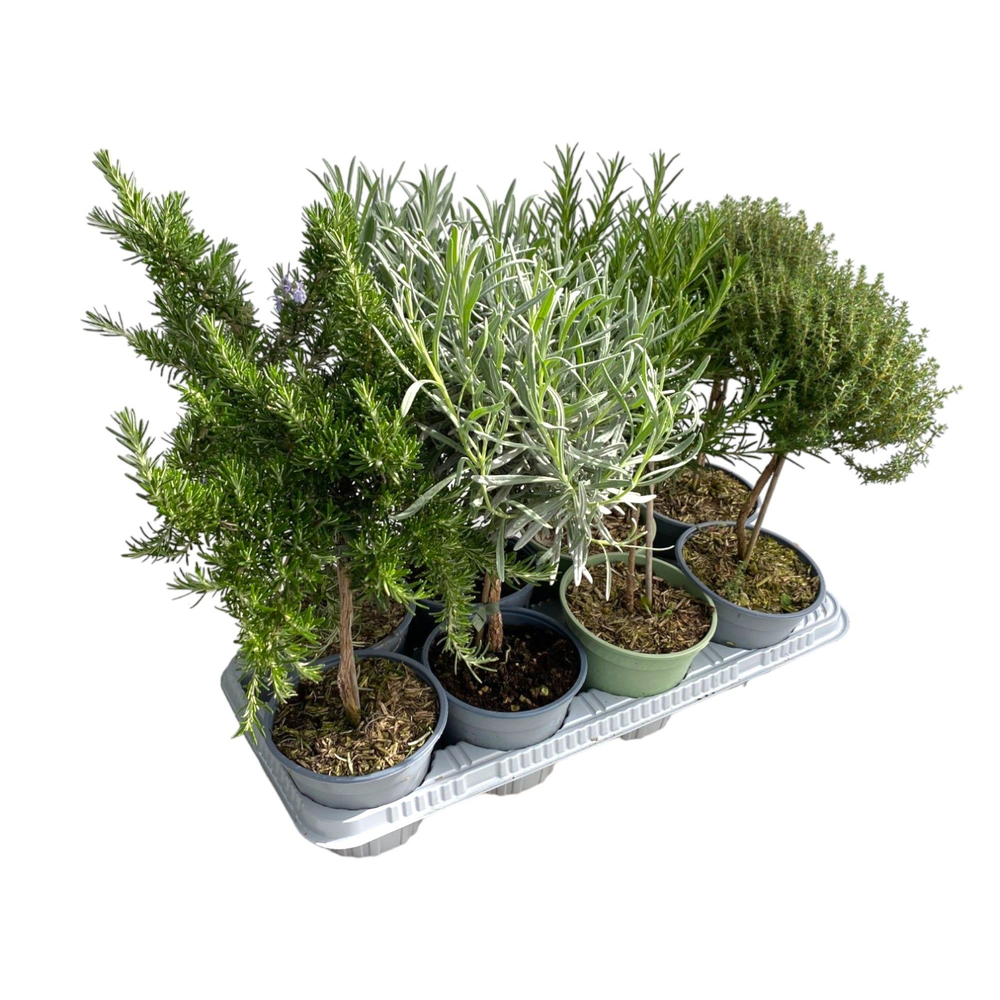 Italiaanse tuinkruiden gemengd - op stam.