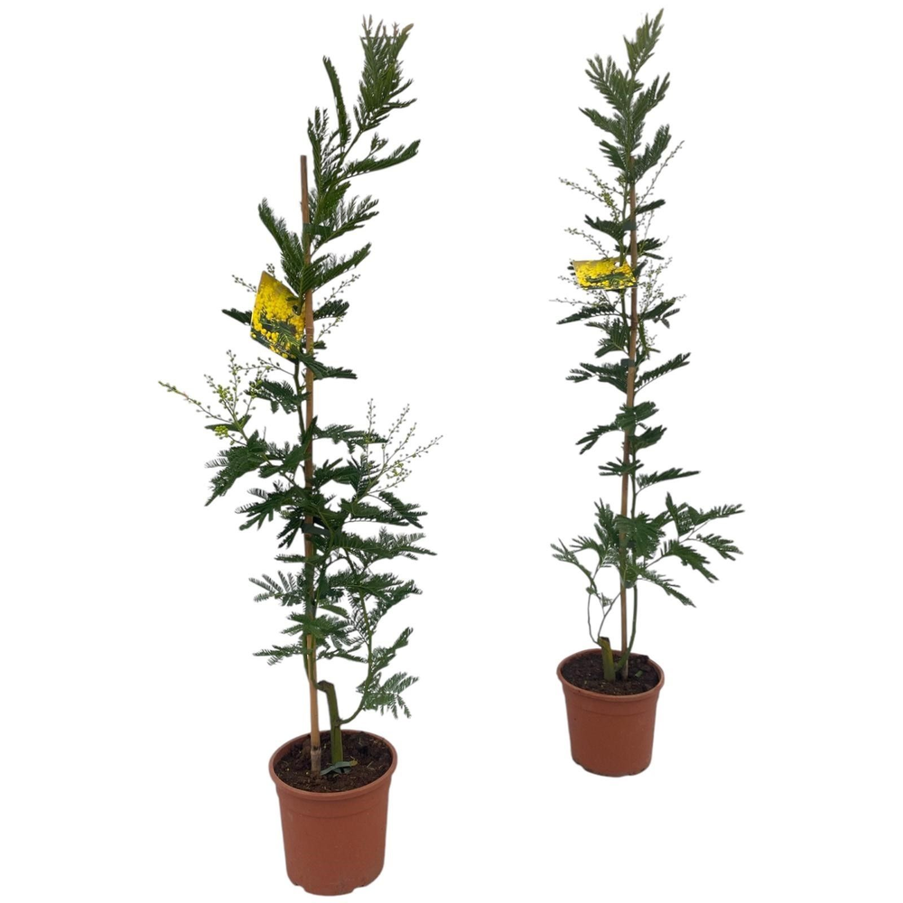 Mimosa (Acacia Dealbata) - op stok.