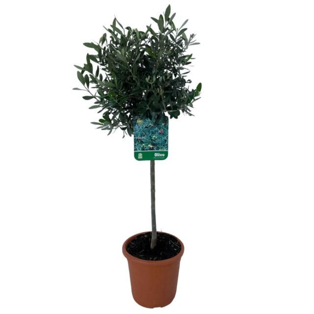Olea europaea - op stam