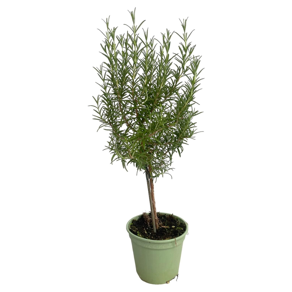 Rosmarinus off. "OP STAM".