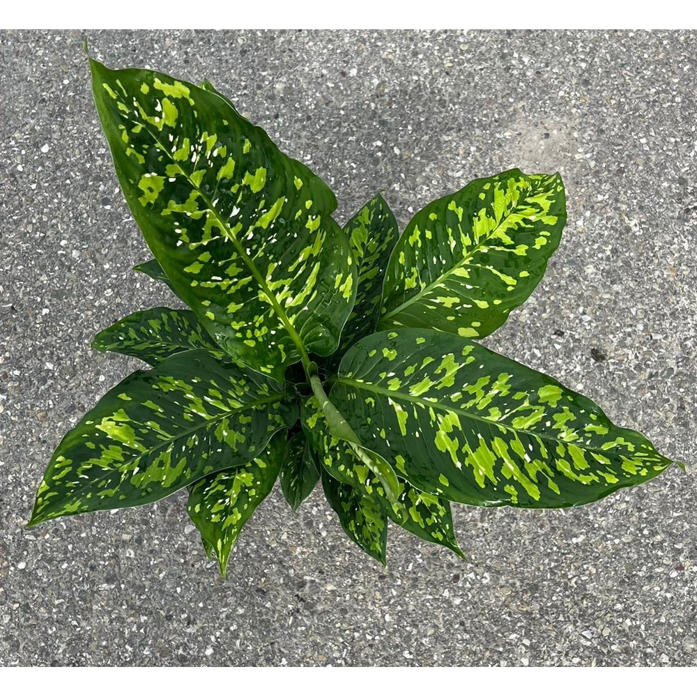 Dieffenbachia 'Spotty'.