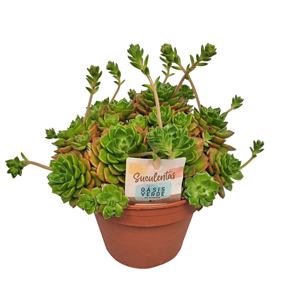 Echeveria Affinis - 1154.