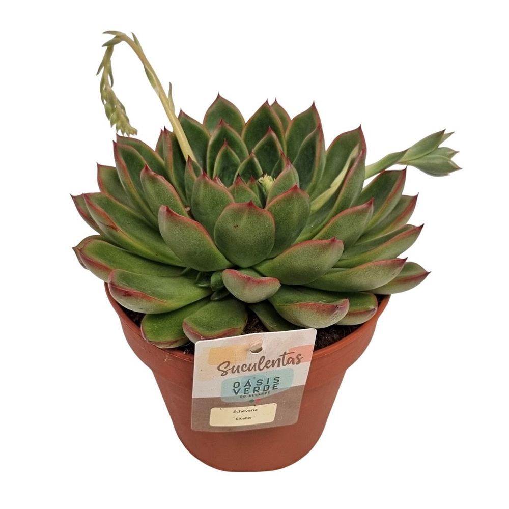 Echeveria Skater.