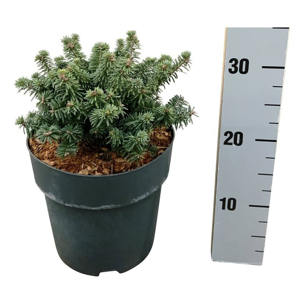 Abies balsamea 'Piccolo'.