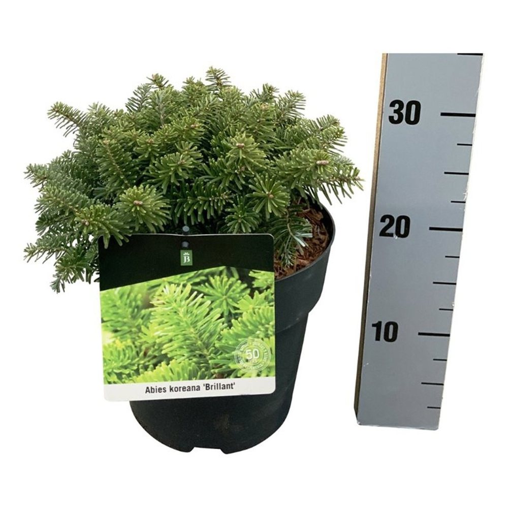 Abies koreana 'Brillant'.
