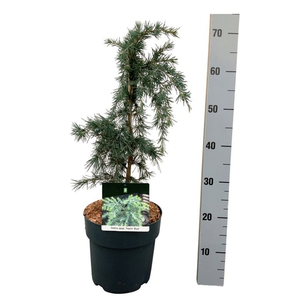 Cedrus deod. 'Feelin' Blue'.