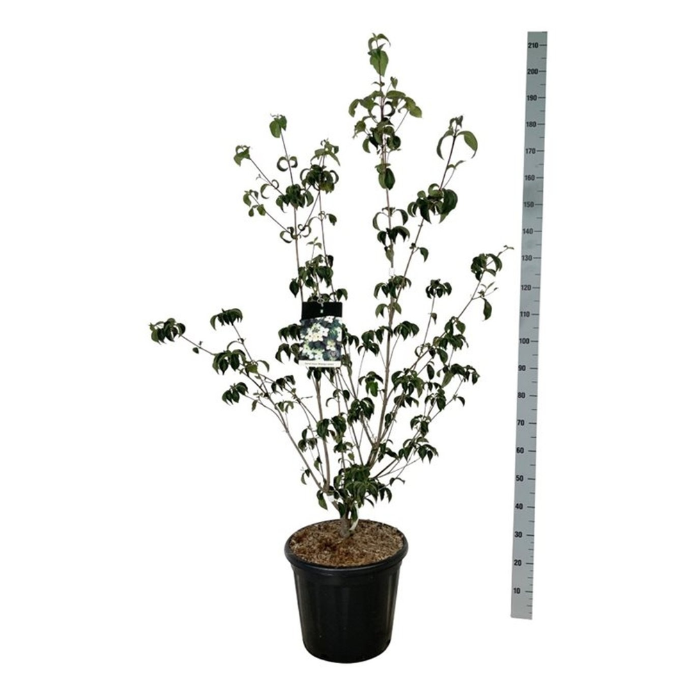 Cornus kousa 'Wieting's Select'.