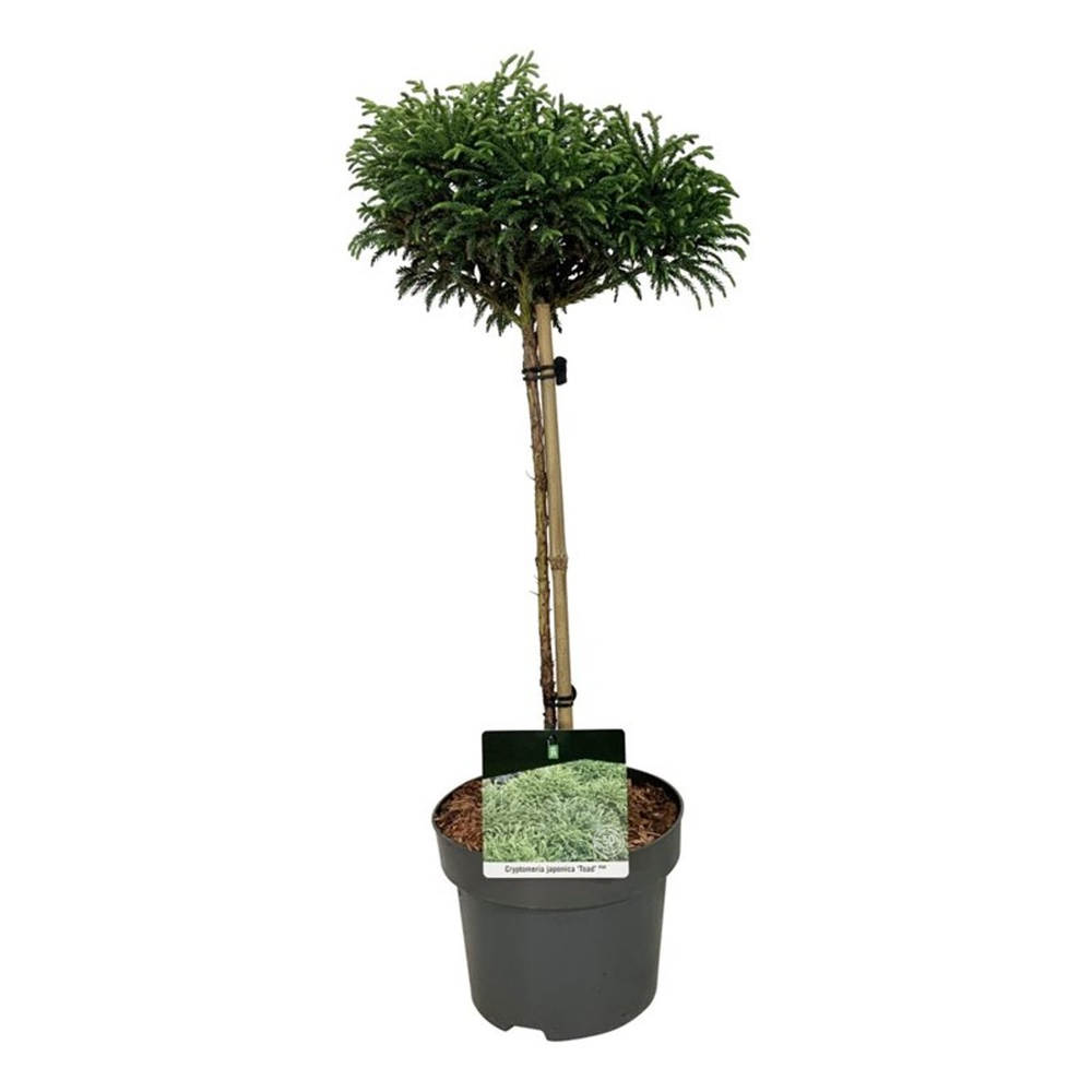 Cryptomeria j. 'Toad'.