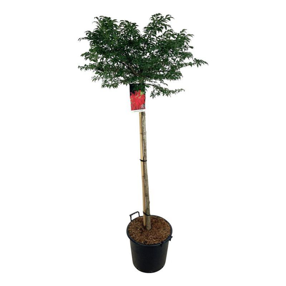 Euonymus alatus 'Compactus'.