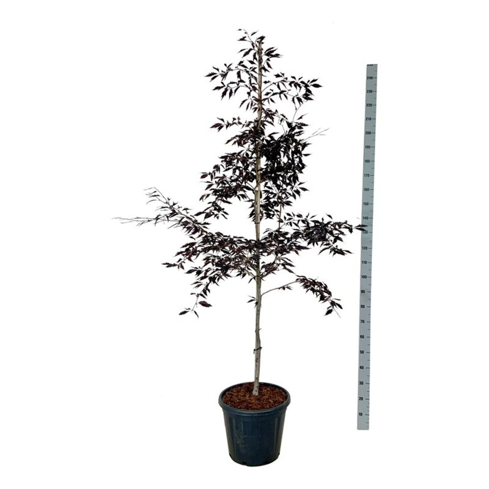 Fagus syl. Midnight Feather.