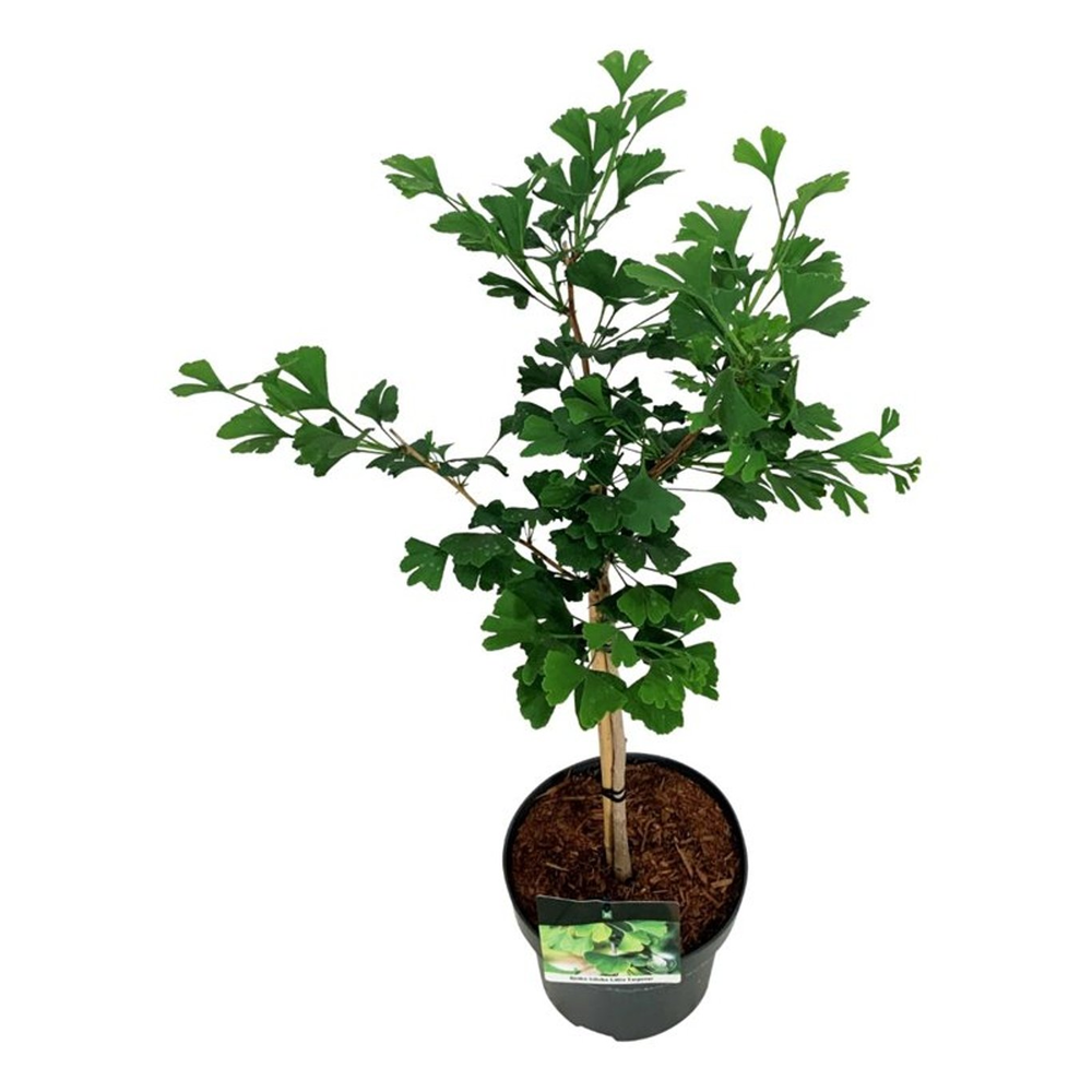 Ginkgo biloba 'Little Emperor'.