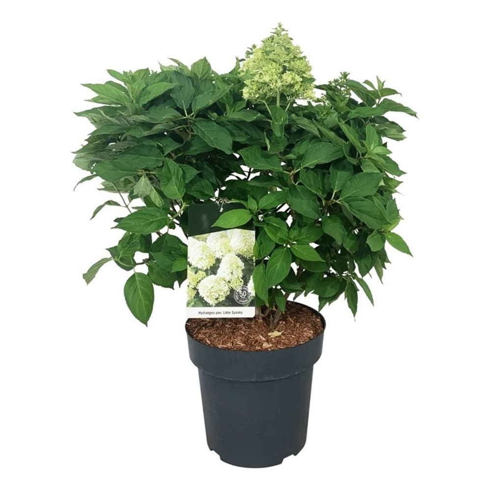 Hydrangea pan. 'Little Spooky' ®.