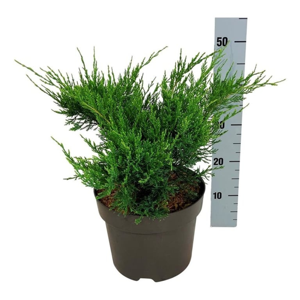 Juniperus pf. 'Mint Julep'.