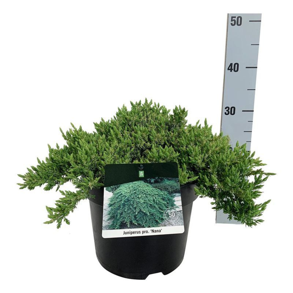 Juniperus proc. 'Nana'.